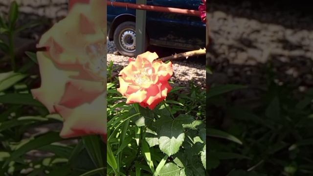 Выбрать профессию по своим талантам