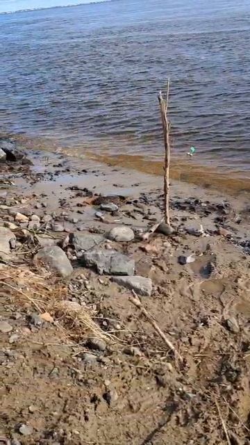 водяная крыса