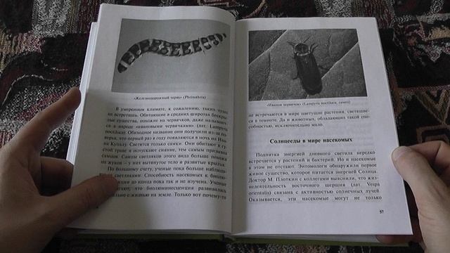 "Удивительные насекомые" (О.В.Ларина, 2017)