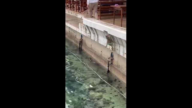 Спасение кота из воды - 2024 год