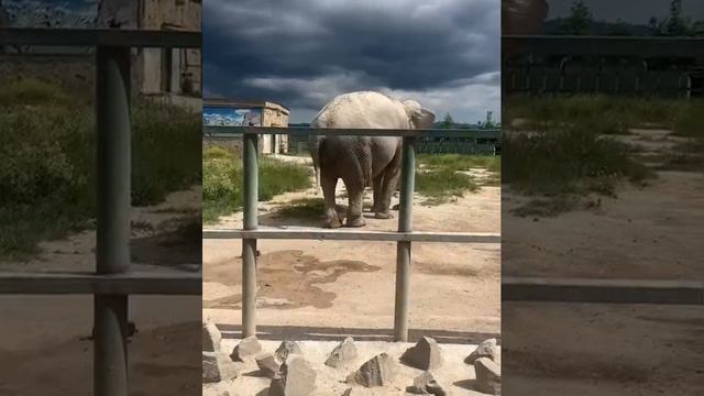 МАГДА отличная ХОЗЯЮШКА Парк львов Тайган #тайган #слон