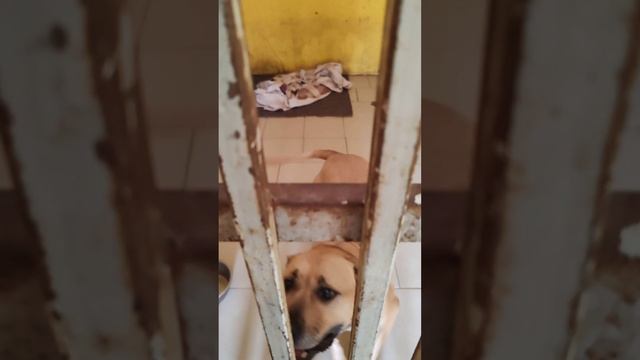 Мириам в ожидании прогулки