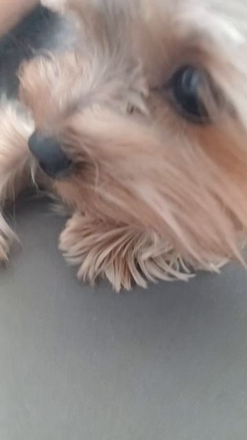 моя собачка маленькая 🐕