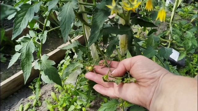 13.06.2025.Картошка всходит. Кормлю огурцы. Вот и слизни. Кому любовь, а кому гусеницы. Новая клумба