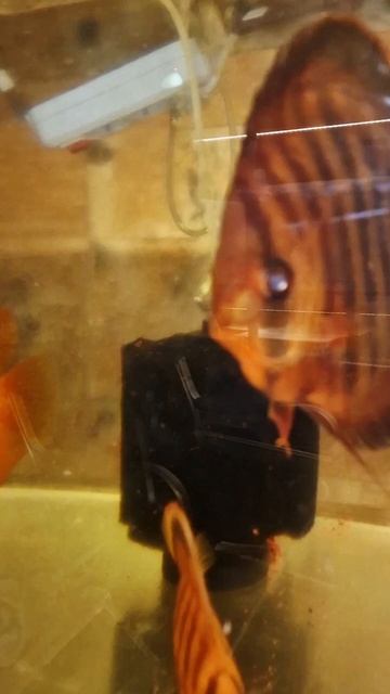 Wild red ika КРИСТАЛЛА.