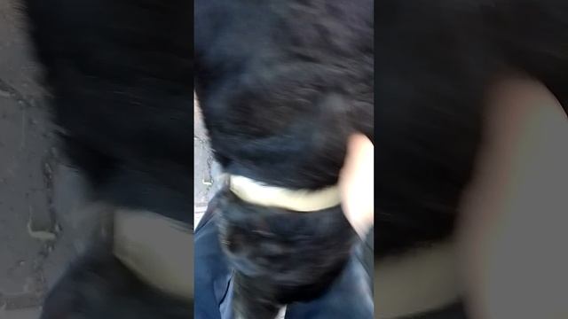Увидел Симба своего друга Тимошу