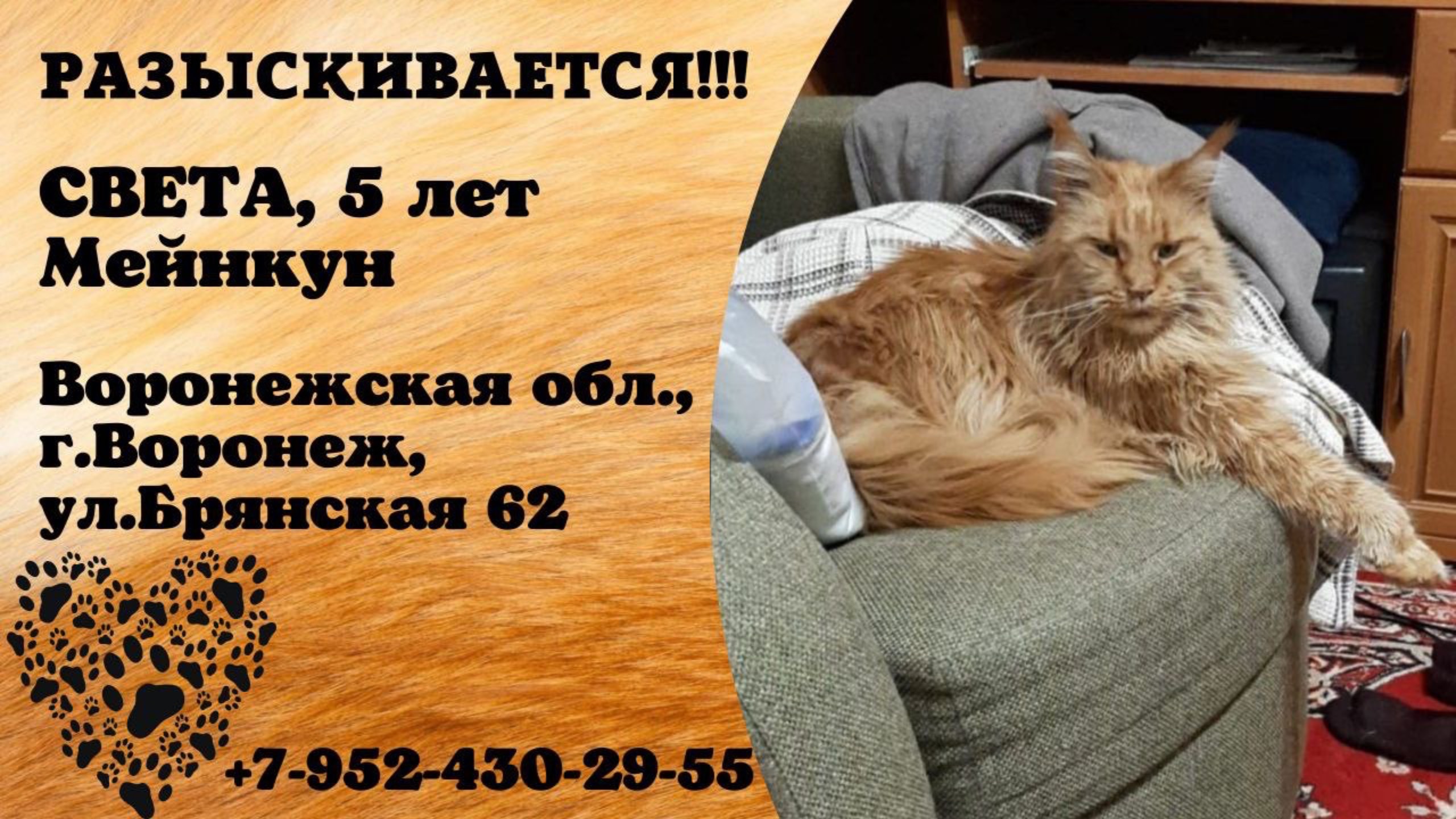 Пропала кошка! СВЕТА, 5 лет, мейнкун. Воронежская обл., г.Воронеж.