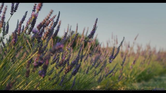 Закаты горят ярче, когда фон заполняет этот трек - Illumination -- Siddhartha -- The Truth Within