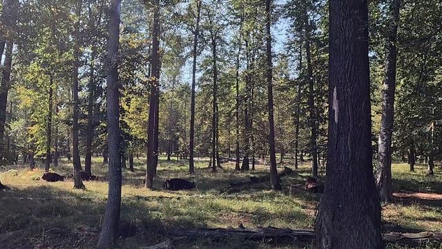 Заповедник Зубров на реке Ока