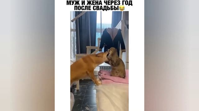 Мега приколы 8