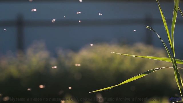 Мелодия, делающая даже дождь за окном машины романтичным - Who Thought -- The Proper Ornaments -- Li