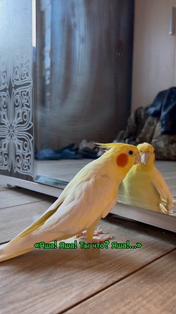 Это наш #попугай «Яша»🦜 (#корелла). Самая настоящая сирена🚨! «Ты чё?» - эго любимая фраза😆...