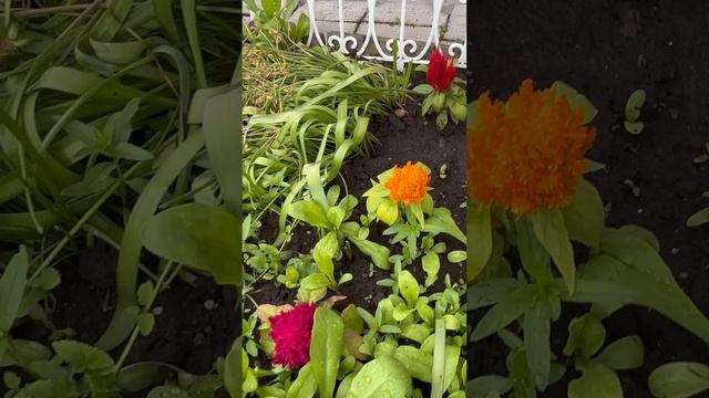 Эустома карликовая розовая! Нежный цвет! Островок астр