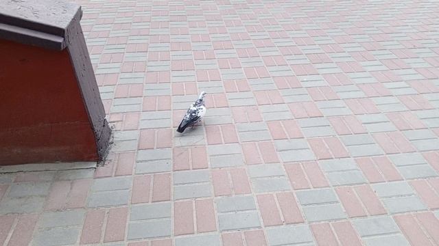 1000008466.mp4