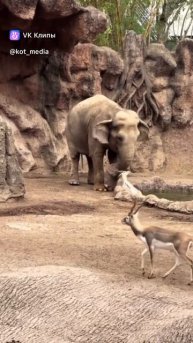 В Гватемале слон пришёл газели на выручку