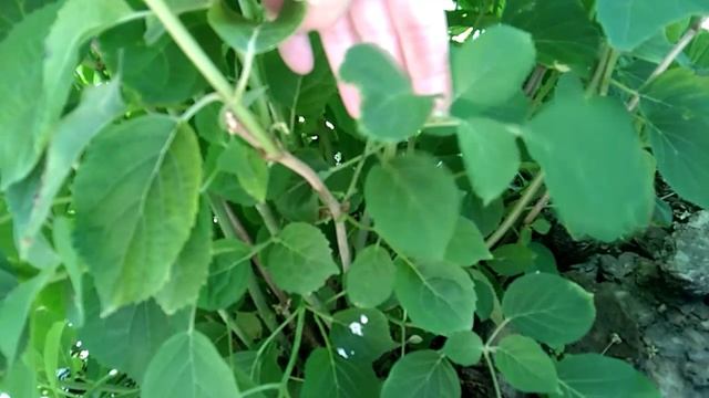 Как получить красивый куст гортензии?🤔🌿 Нормирую древовидную гортензию, удаляю всё лишнее!