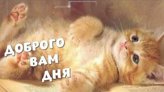 Добрый День 🤗 Дня Хорошего Желаю ☕ Музыкальное Пожелание