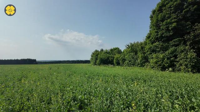 Начало цветения ярового рапса.