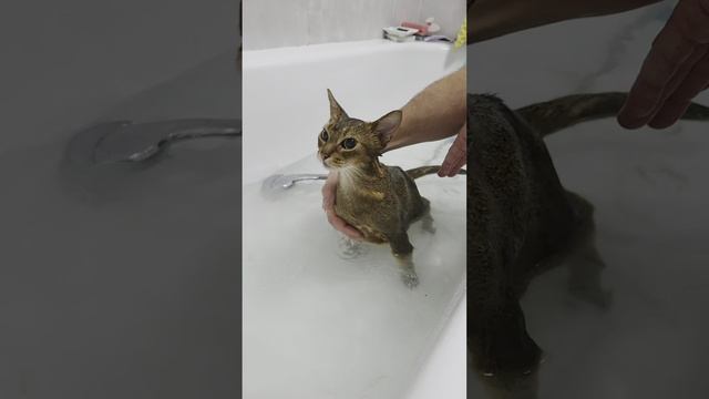 Как правильно мыть кошку.