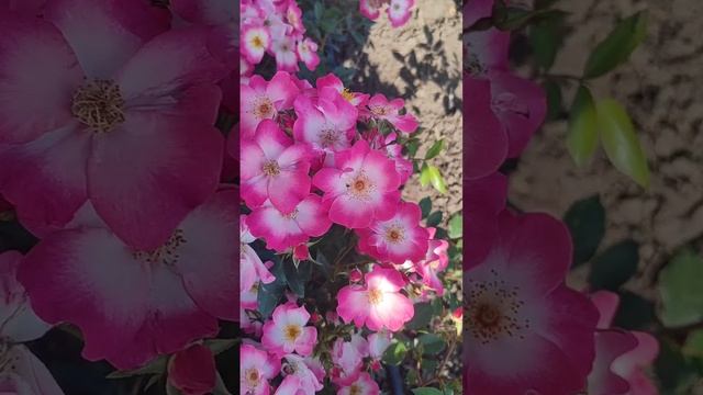 Обзор на 🌹БУКАВУ / Bukavu 
Lens Бельгия, 🇧🇪 1998