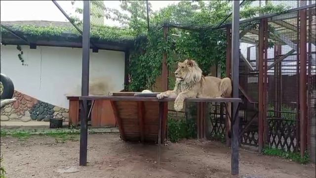 Шерхан 13.06.2025-2. Видео от опекуна Светланы