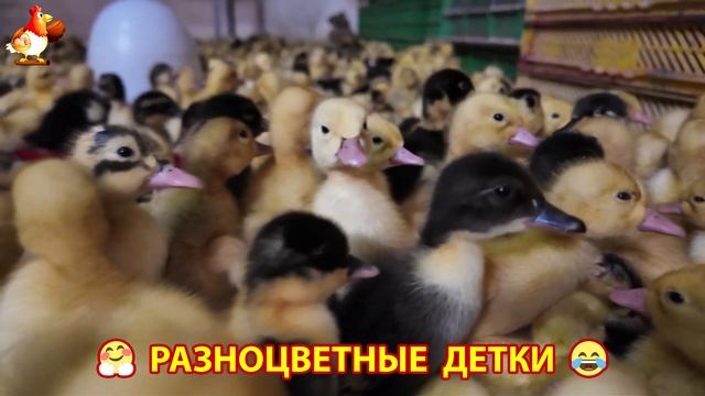 Цыплята и утята милые пушистики растут на радость хозяину (37)