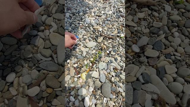 Мазут Чёрное море Новомихайловский 12.06.25