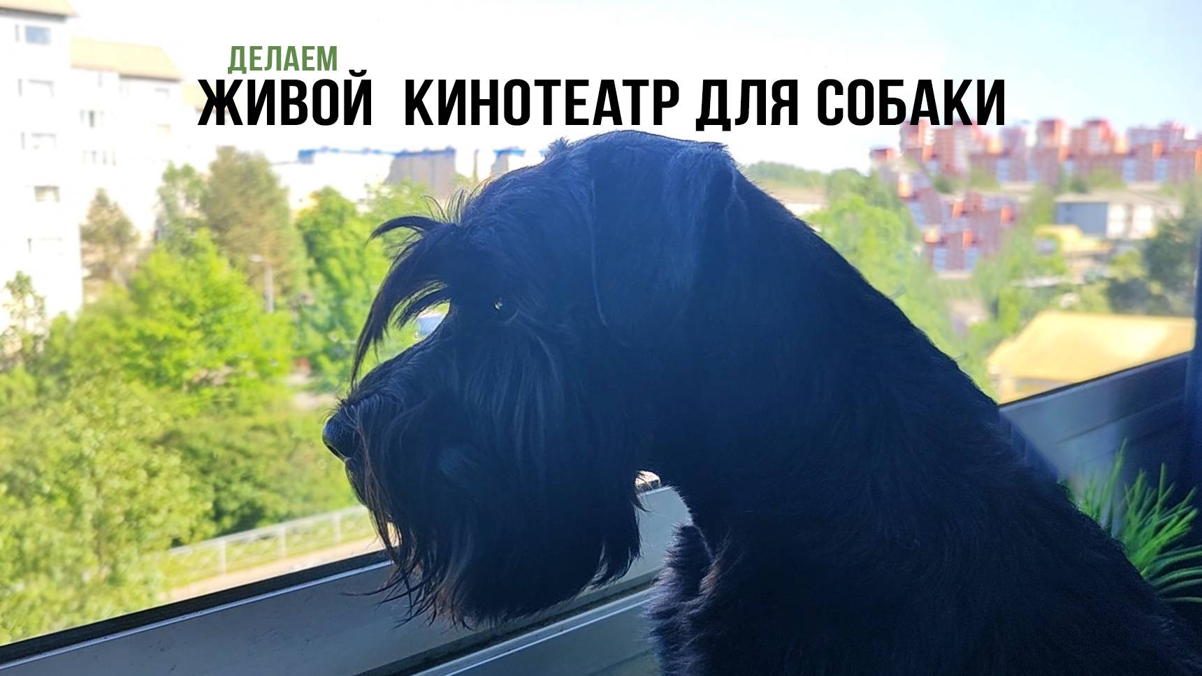 Развлечение для собаки. Делаем пункт наблюдения.