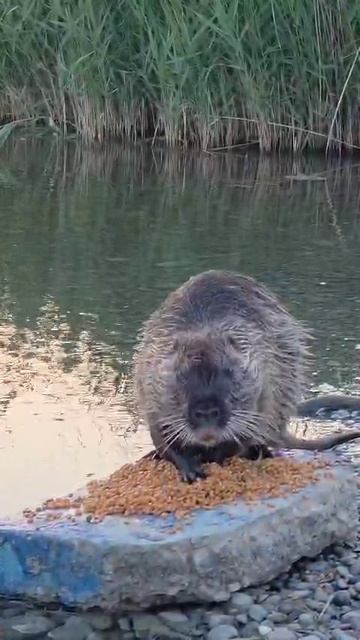 Нутрии на мысе Суджук