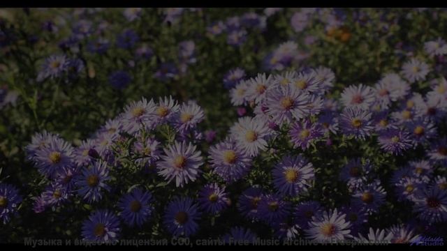 Это видео - как глоток свежего лесного воздуха! - your name -- Vincent Augustus -- Your Name