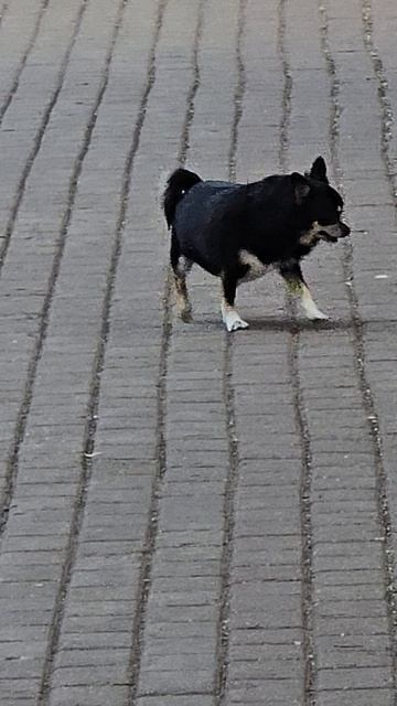 #деловой пёсик #балашиха #reels #margo #short #shorts #shortsvideo #shortvideo #dog #dogs #doglife