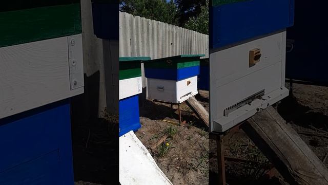 временная выставка пчёл,на дачном участке,до основного взятка