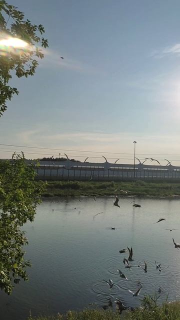 Уточки