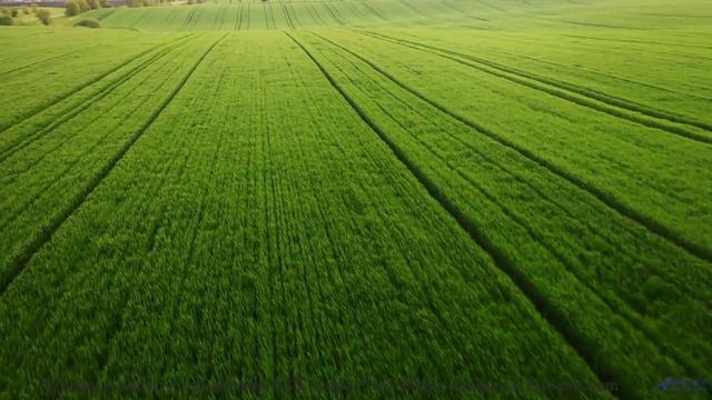 Звуки, заряжающие ваш телефон - миф или реальность - skammers - aloe barbadenses leaf and cucumis sa