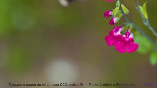 Мелодия, танцующая с ветром! - Wasted Hours -- Ayla Nereo -- Beheld