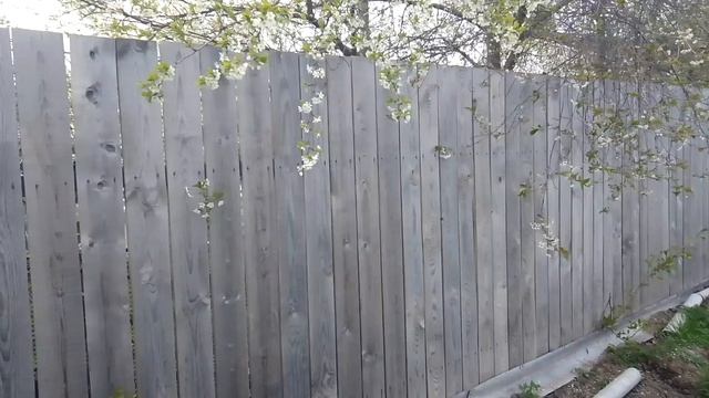 10.05.23.Наш деревянный забор