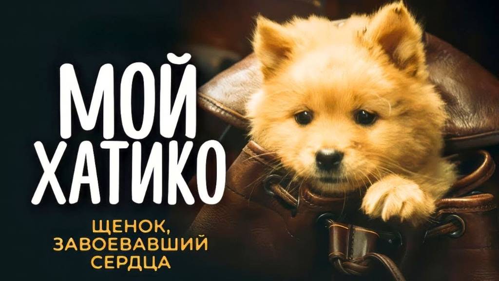 Мой хатико 2023. Хорошее качество, 1080p