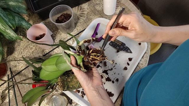 Снова спасаю орхидею из уценки.