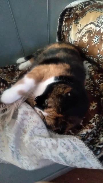 the cat is buried #shorts