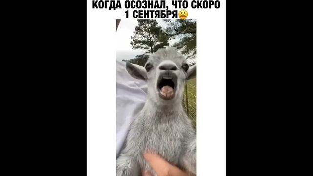 Смешной козлёнок орёт