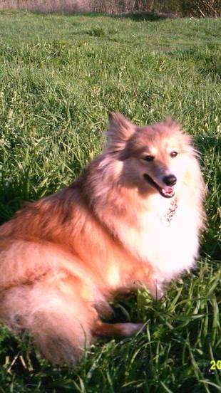 Видео Прогулка на собачьей площадке .