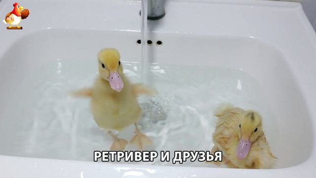 Золотистый ретривер и его друзья милые питомцы 🐕 выпуск (95)