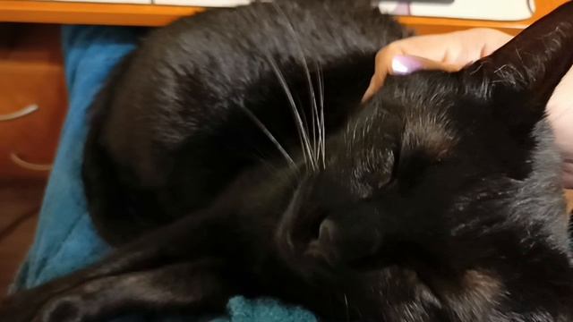 Когда ты уже большой,но всё ещё хочешь к маме на ручки🐈⬛