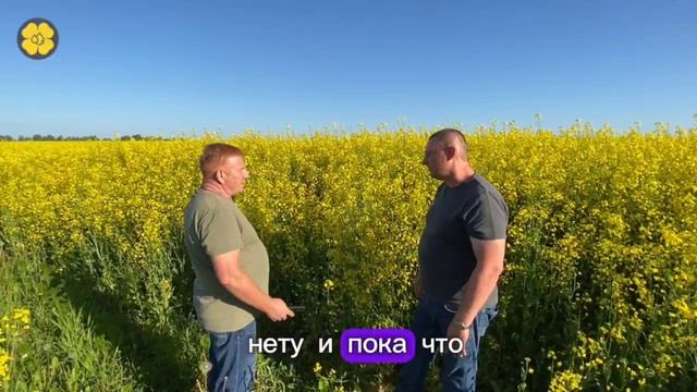 Озимый рапс в Марий Эл!