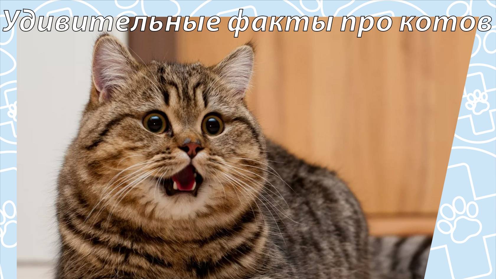 10 интересных фактов о кошках, которых ты не знал