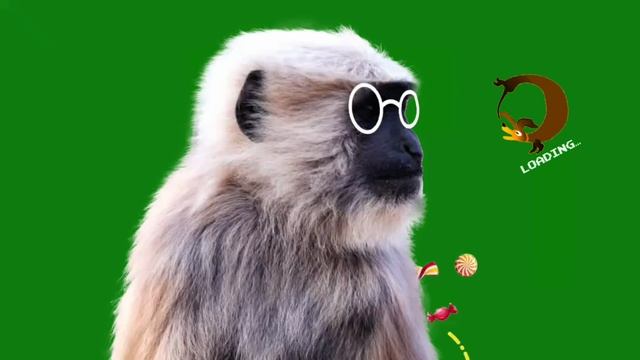 ФУТАЖ  МАРТЫШКА  ХРОМАКЕЙ ЗЕЛЕНЫЙ ФОН