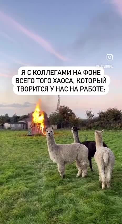 Три альпаки стоят на фоне костра / огня 🦙