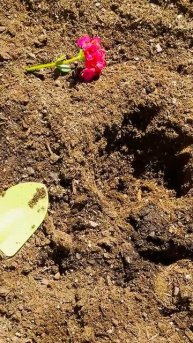 Крис, полицейский, расследует пропажу цветка