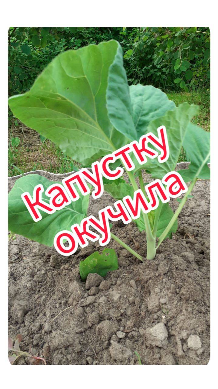 Капустку окучила