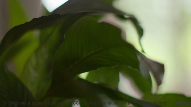 Музыка, которая открывает порталы! - Guesses -- Ketsa -- Collective Consciousness